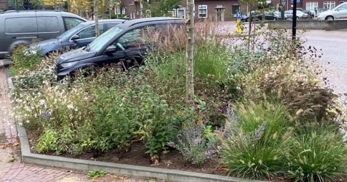 Leudal begint volgende week met groenaanpak op pleinen in Haelen