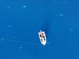 Drone filmt hoe haaien Australische vissersboot omcirkelen