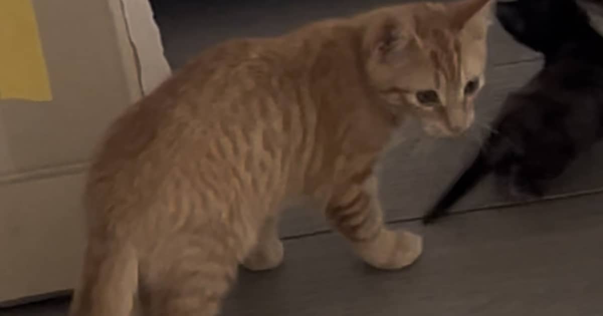 Heb jij Arie, Nelson of Bella gezien? Deze vijf huisdieren worden in Castricum vermist