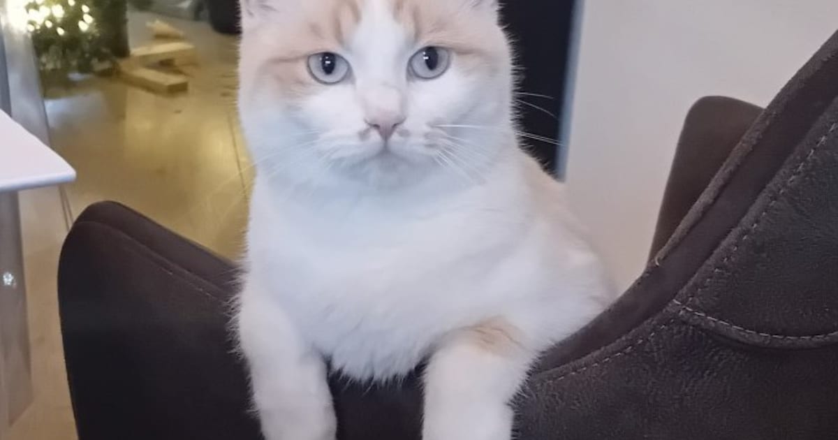 Heb jij Juul of Coco gezien? Deze twee huisdieren worden in Schagen vermist