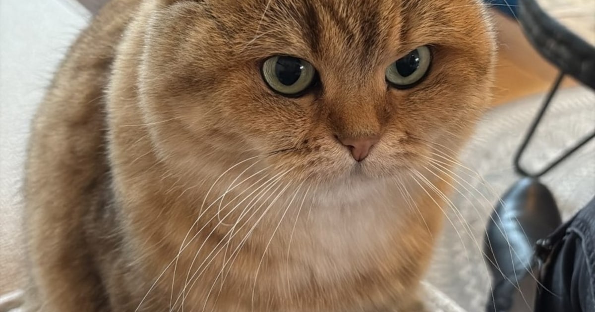 Heb jij Meeny of Coco gezien? Deze twee huisdieren worden in Etten-Leur vermist