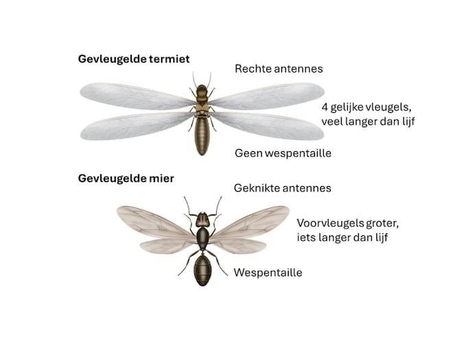 De termiet rukt op in Nederland, en dit vreetgrage insectje gaat hier ...
