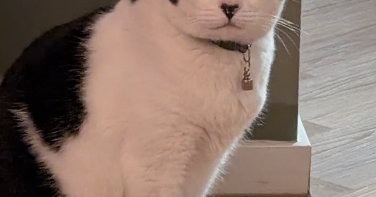 Heb jij Pablo of Tunes gezien? Deze twee huisdieren worden in De Ronde Venen vermist