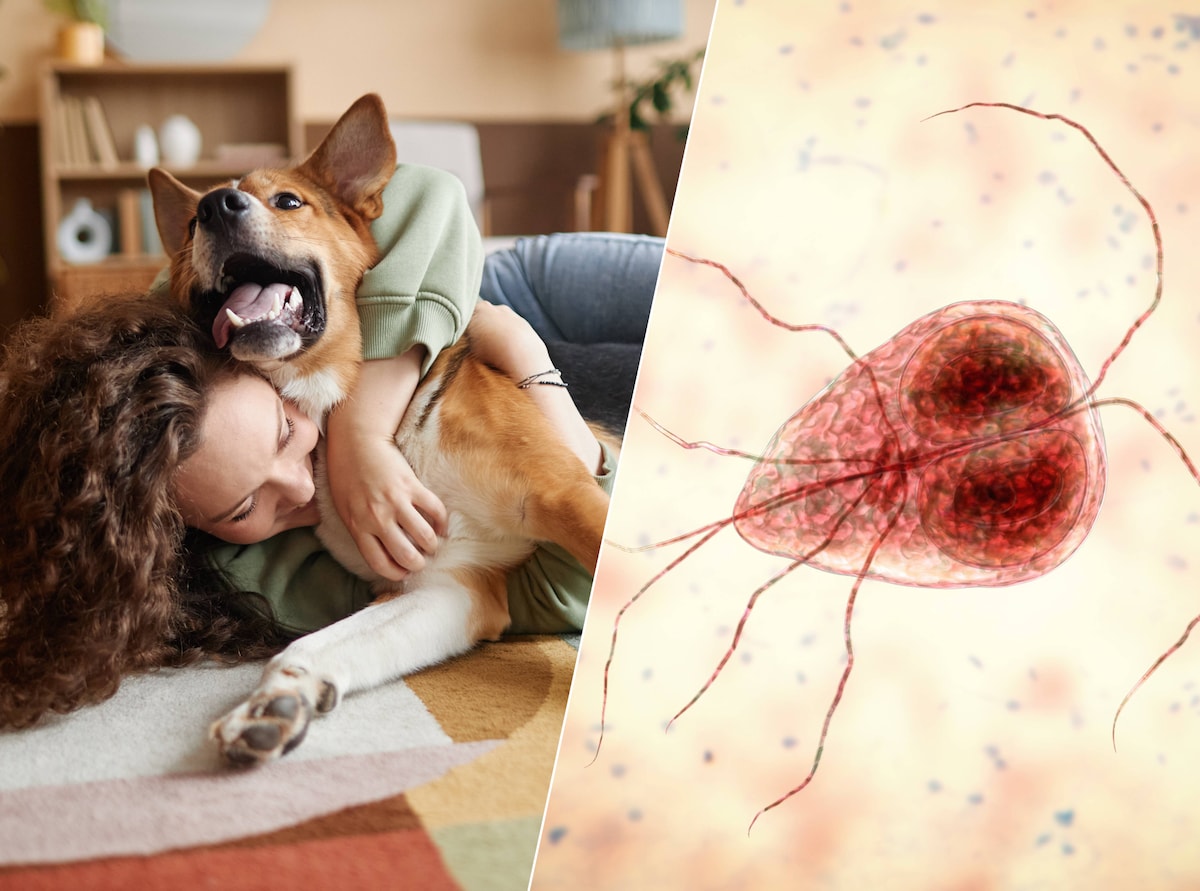 honden bacterie bij mensen