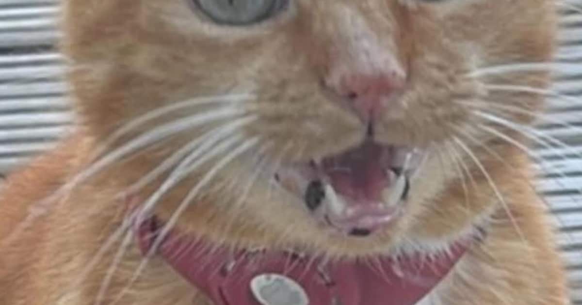 Heb jij Koda of Binky gezien? Deze twee huisdieren worden in Capelle aan den IJssel vermist