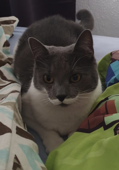 Heb jij Muezza gezien? Dit huisdier wordt in Delft vermist