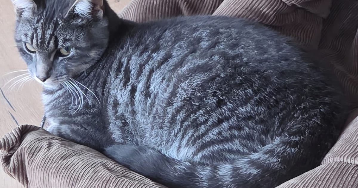 Heb jij Whisky gezien? Dit huisdier wordt in Heiloo vermist