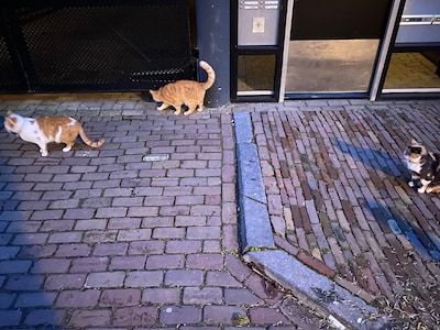 LinkedIn-post van ‘trotse’ Maurits richting hulpverleners krijgt veel bijval, nog zeker drie katten 