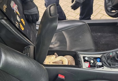 Vier joints, twee pythons en een goudvis: politie doet bijzondere vondst bij dronken bestuurder
