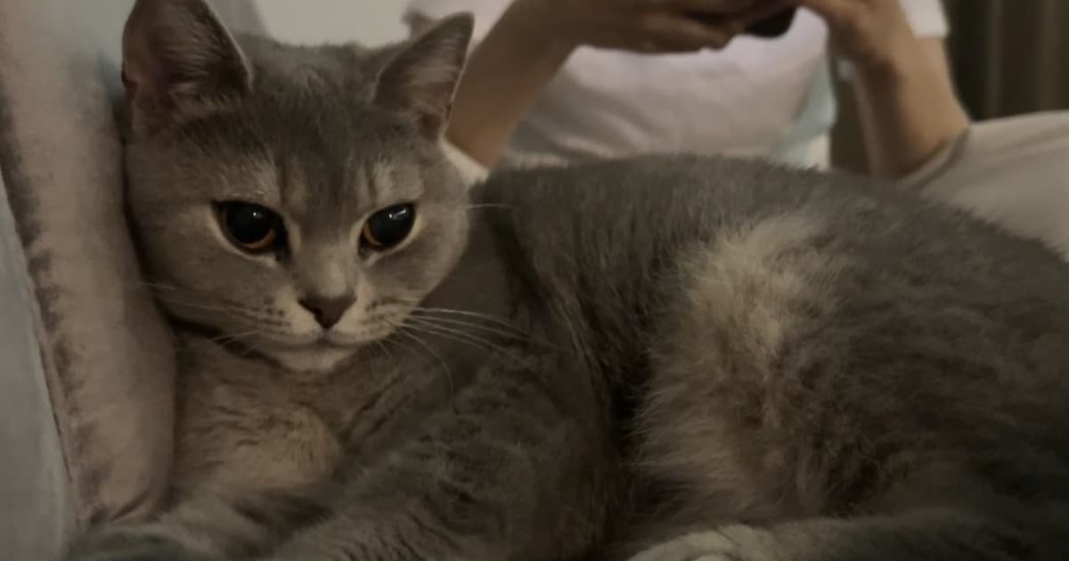 Heb jij Mimi, Gucci of Gijssie gezien? Deze vier huisdieren worden in Coevorden vermist