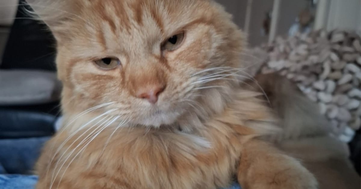 Heb jij Ozzy gezien? Dit huisdier wordt in IJsselstein vermist