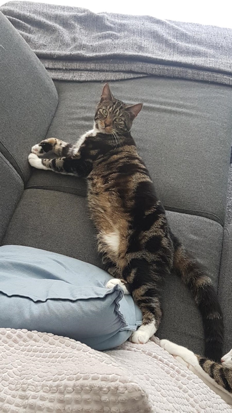 Heb jij Puck of Raya gezien? Deze twee huisdieren worden in Waadhoeke ...