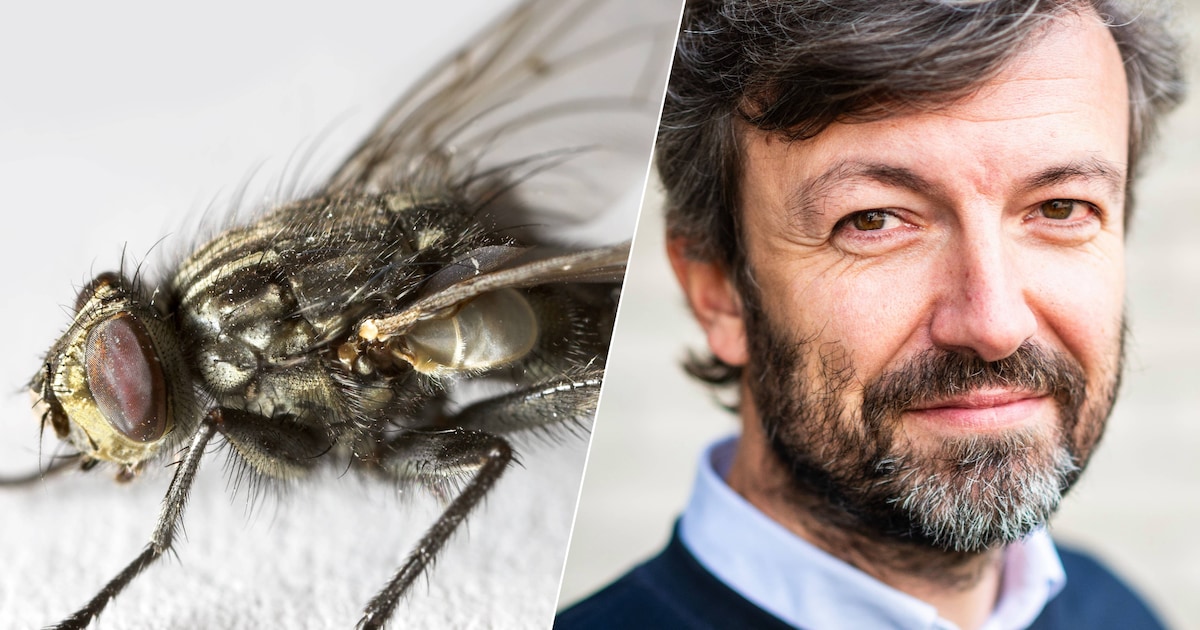 Waar in Alphen ervaar jij overlast van vliegen of andere insecten?