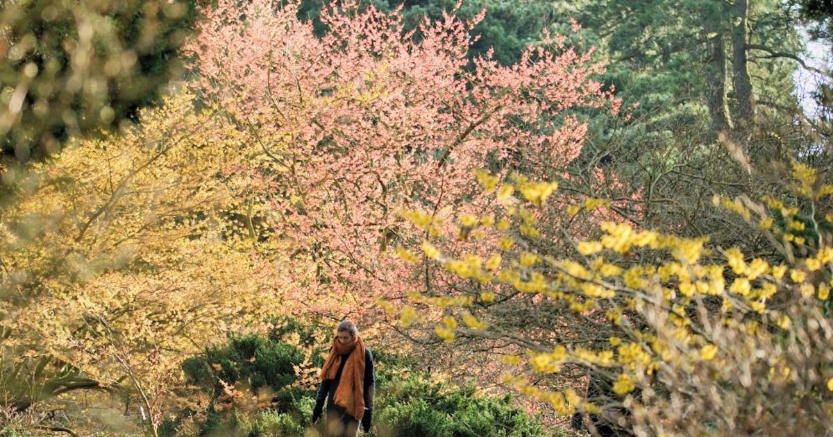 Wereldberoemde toverhazelaars zorgen voor kleurenspektakel in Arboretum Kalmthout