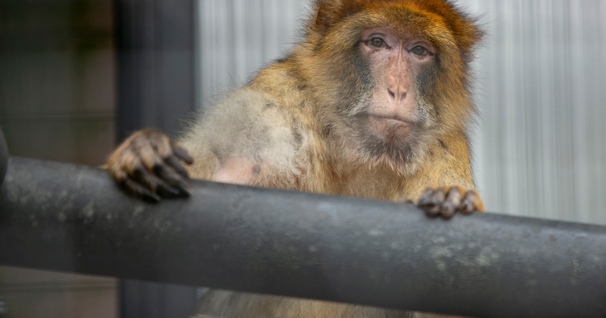 Stichting AAP geeft mensen weer inkijkje in werk tijdens rondleiding in opvang