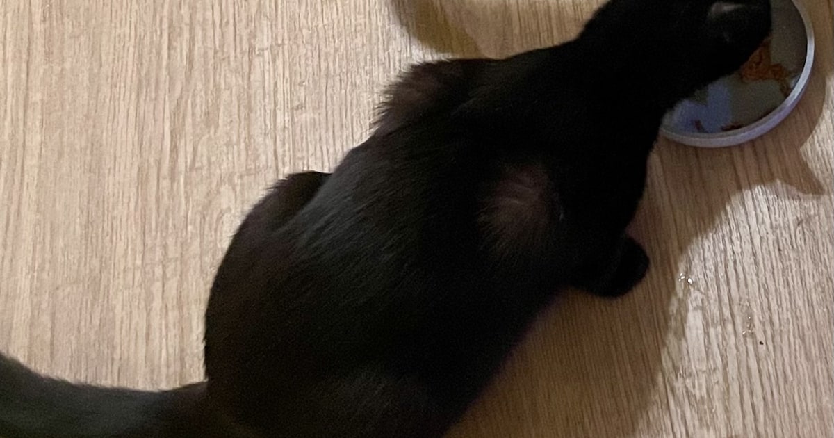 Heb jij Scooby of Gaia gezien? Deze twee huisdieren worden in Stichtse Vecht vermist