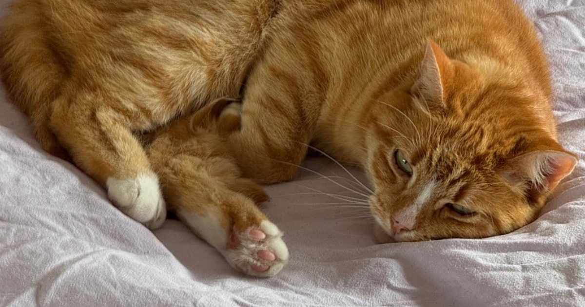 Heb jij Silver of Tommy gezien? Deze twee huisdieren worden in Noardeast-Fryslân vermist