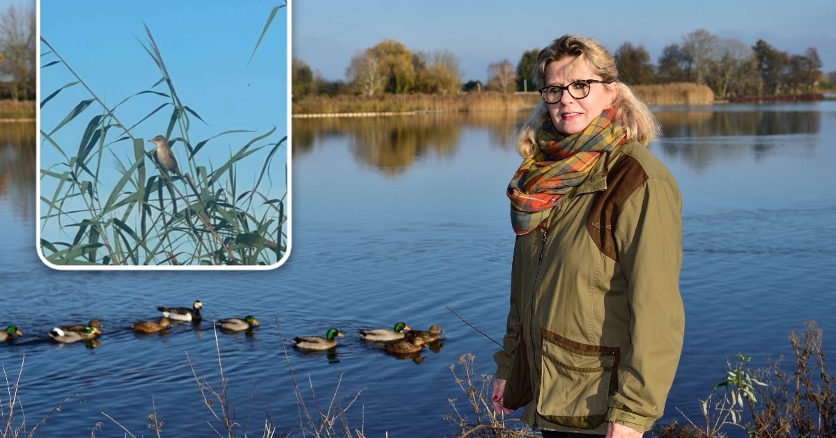 Het is gelukt! De zeldzame grote karekiet is weer terug in de Reeuwijkse Plassen