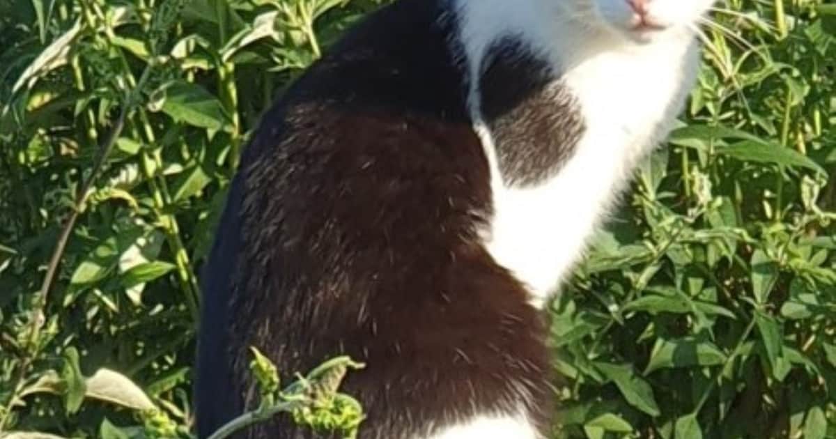 Heb jij Pandi of Olli gezien? Deze twee huisdieren worden in Land van Cuijk vermist