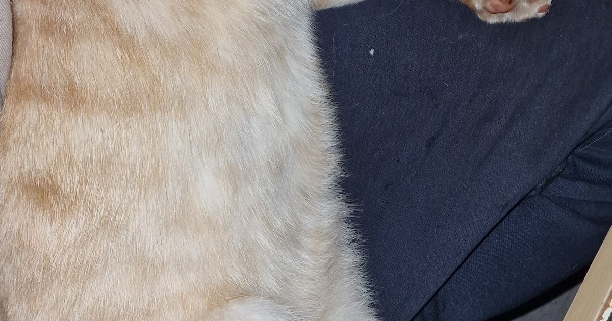 Heb jij Boris, Balou of Lizzie gezien? Deze drie huisdieren worden in Stadskanaal vermist