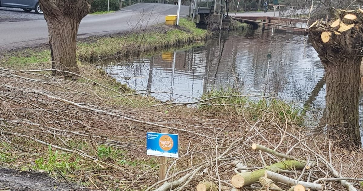 Snoeibeurt voor bomen langs openbare wegen in Bodegraven-Reeuwijk