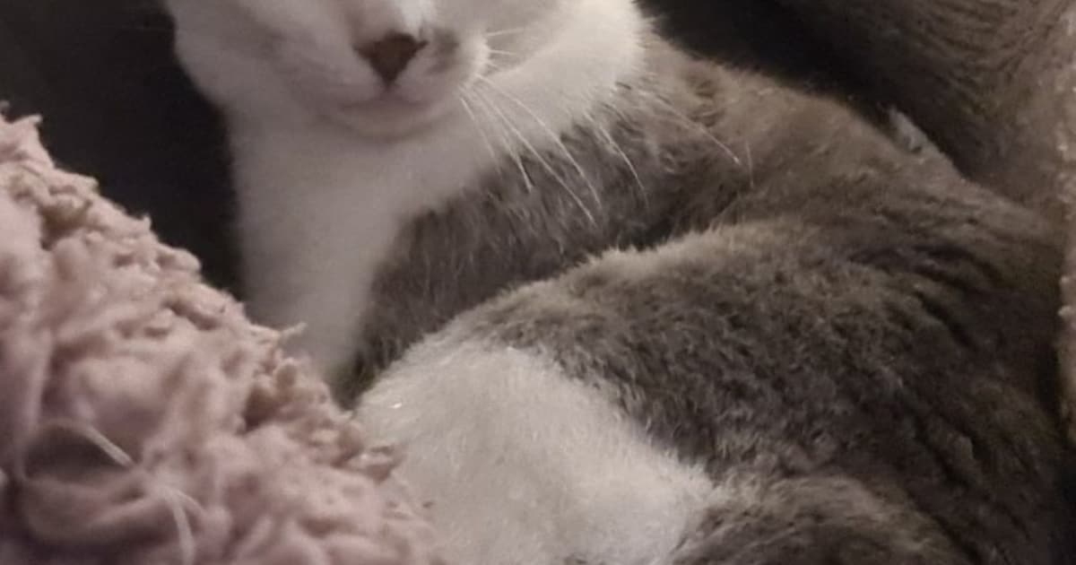 Heb jij Amy of Lilly gezien? Deze twee huisdieren worden in Albrandswaard vermist