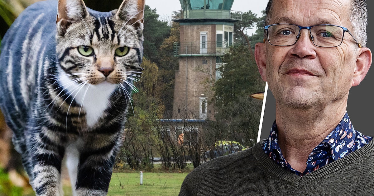 Een kat in huis vlakbij leeuweriken: hoe houd jij je huisdier binnen? Praat mee