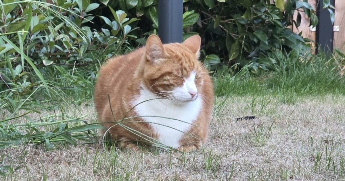 Heb jij Chloë of Garfield gezien? Deze twee huisdieren worden in Aa en Hunze vermist