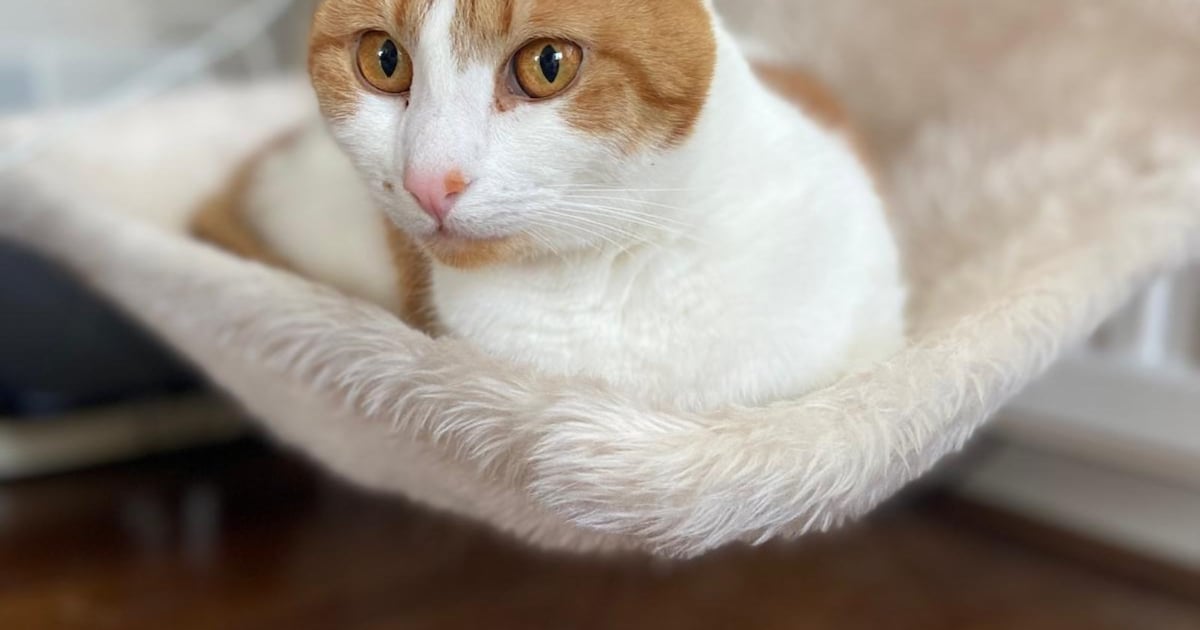 Heb jij Nala gezien? Dit huisdier wordt in Koggenland vermist