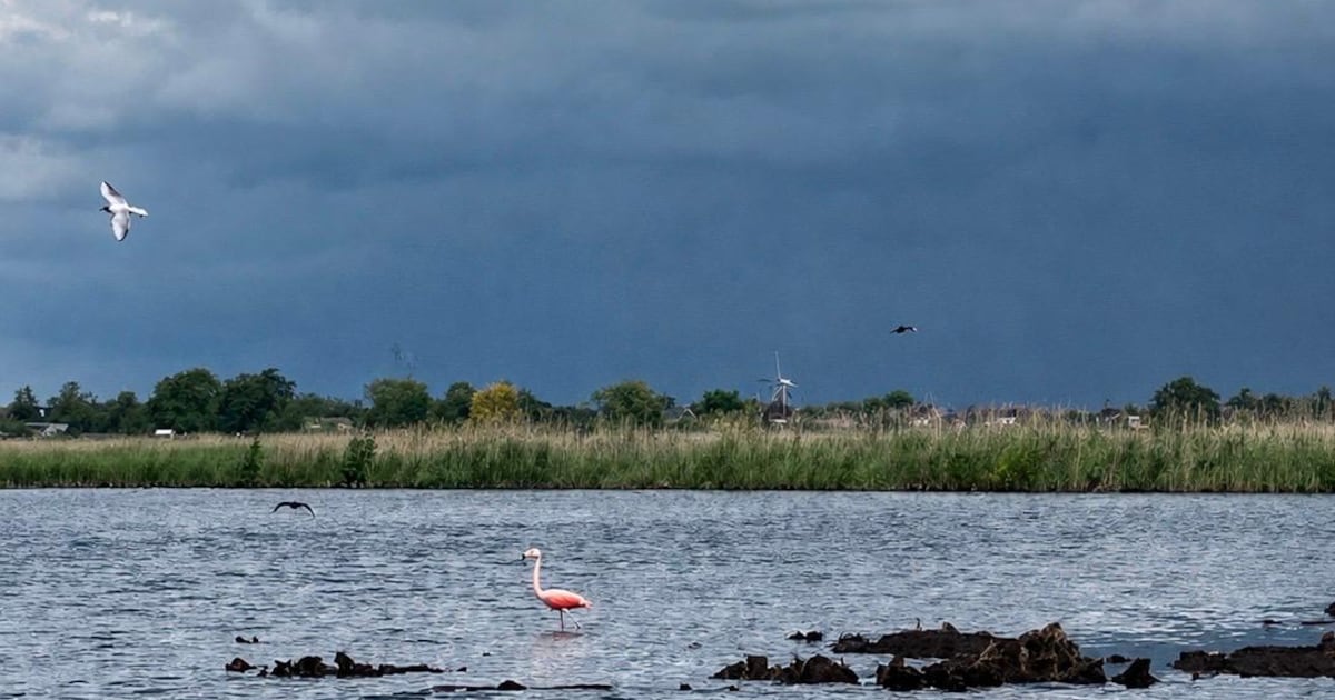 Flamingo duikt op bij de Nieuwkoopse Plassen: ‘Altijd leuk en bijzonder’