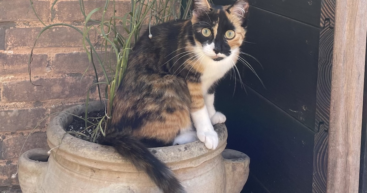 Heb jij Tommie, Nala of Lieske gezien? Deze drie huisdieren worden in Opmeer vermist
