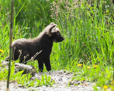 Zeldzame geboorte in dierenpark Volkel: vier manenwolfpups