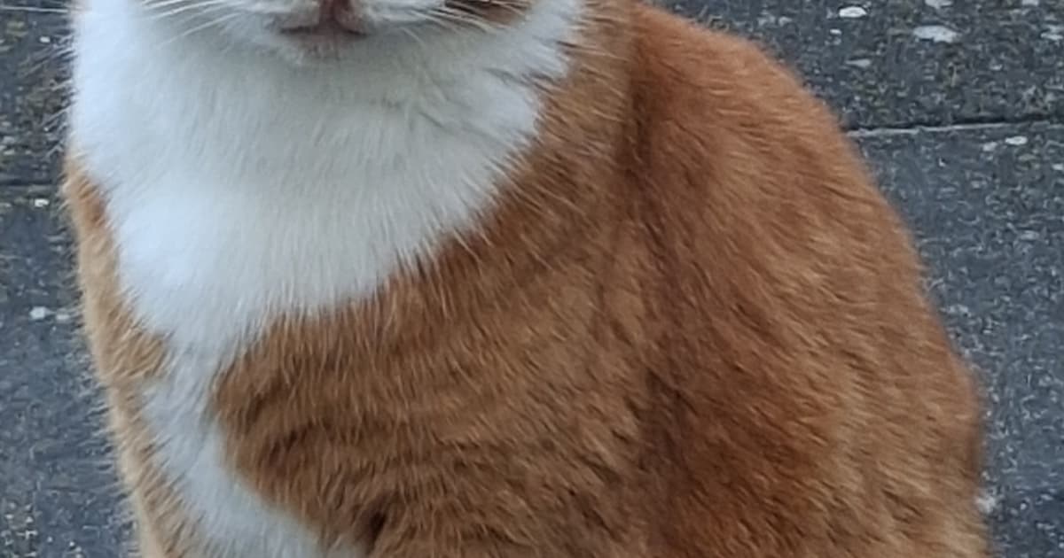 Heb jij Dex, Nala of Bambi gezien? Deze acht huisdieren worden in Nissewaard vermist