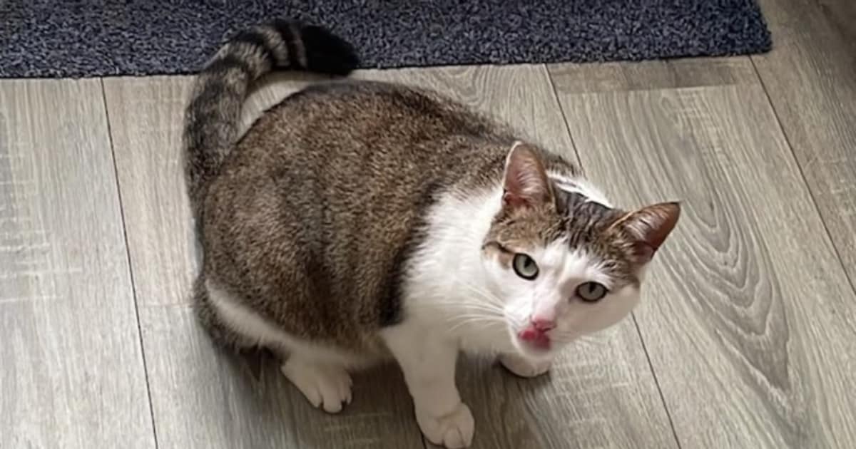 Heb jij Momo of Maatje gezien? Deze twee huisdieren worden in Geertruidenberg vermist