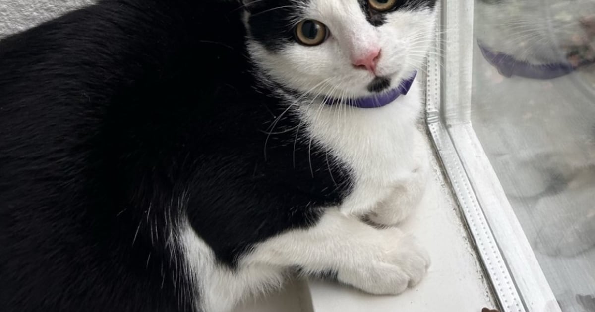 Heb jij Beer, Pluis of Fritsie gezien? Deze drie huisdieren worden in Hilversum vermist