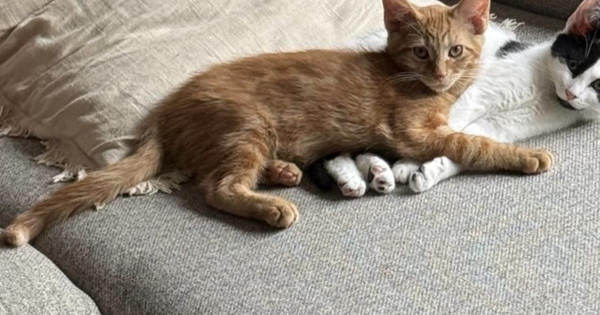 Heb jij Flip of Tijger gezien? Deze twee huisdieren worden in Aa en Hunze vermist