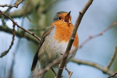 Kinderen worden vogelaar in Bezoekerscentrum Veluwezoom