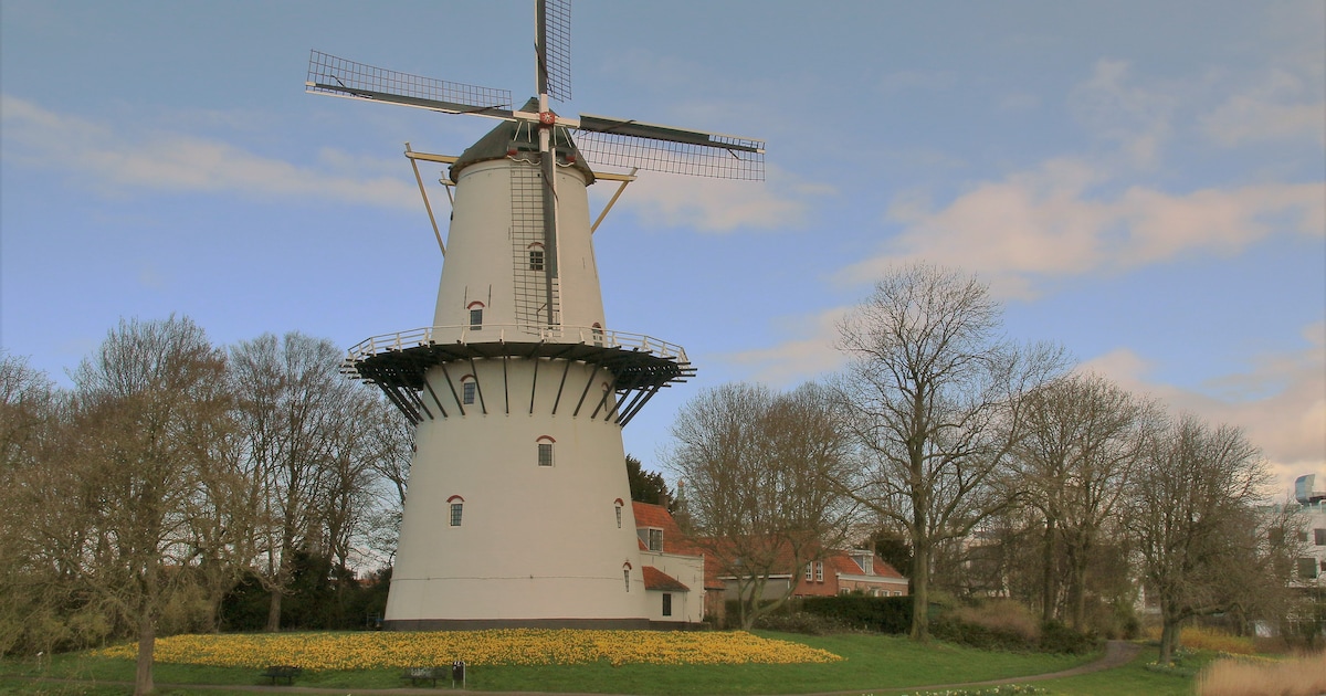 Ontdek de geschiedenis van molens in de Zwijndrechtse Waard