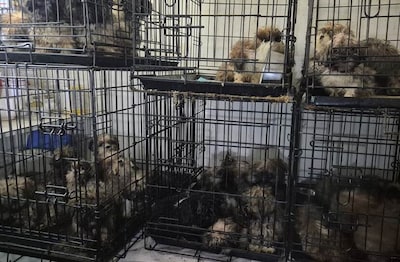 OM eist snelle sluiting van dierenhandel waar 74 verwaarloosde honden werden gevonden, en dat niet a