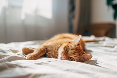Wie ‘krijgt’ kat Cataleya? Zelfs co-ouderschap is onbespreekbaar bij deze ‘vechtscheiding’