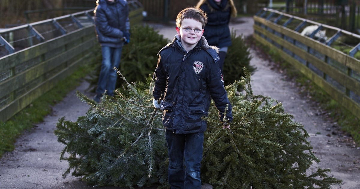 Kerstbomen inleveren op 17 januari in gemeente: 0,50 cent per boom
