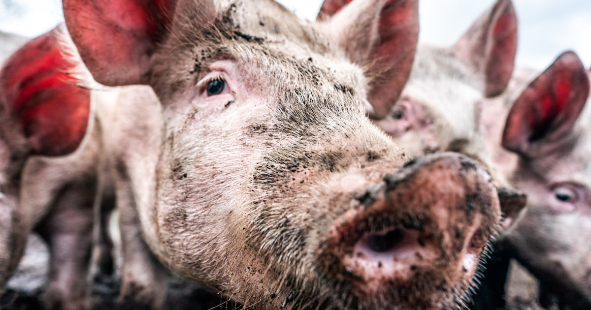 Bijna dertig jaar geleden telde Vaals nog 1409 varkens, nu geen enkele meer