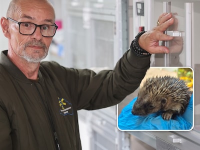 Egels sterven massaal door hitte: ‘Vijf, zes egels per dag die het niet redden, dat komt hard aan’