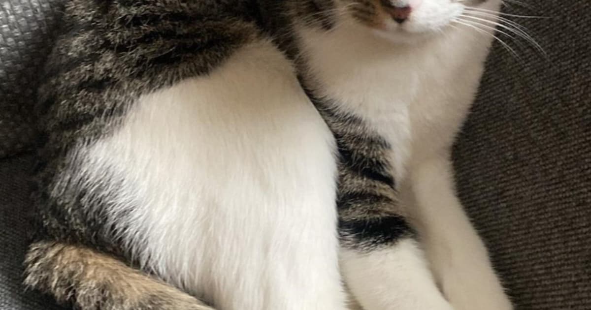 Heb jij Charlie, Luna of Bert gezien? Deze 13 huisdieren worden in Alkmaar vermist