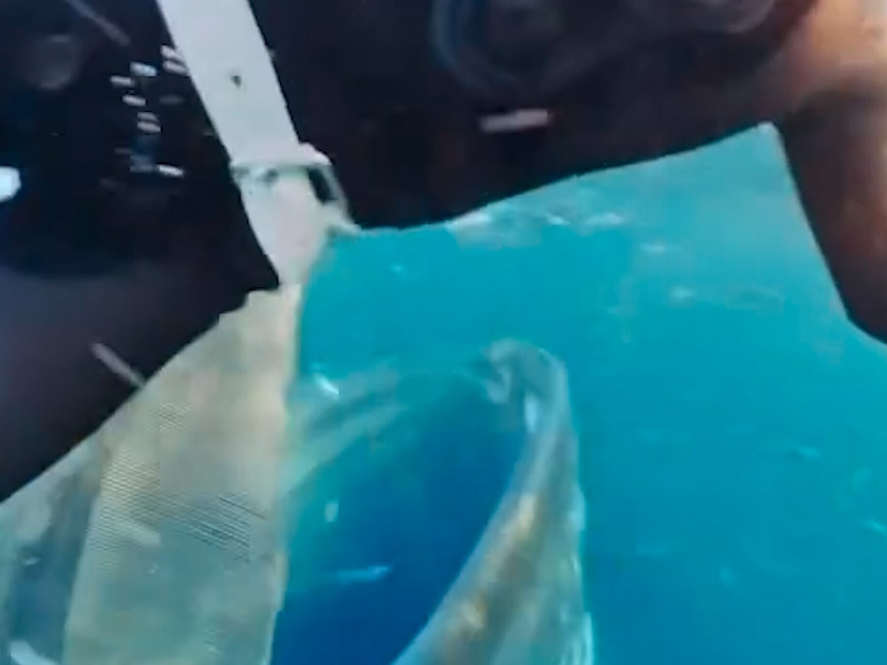 Walvis slokt snorkelaar bijna op voor de kust van Noorwegen