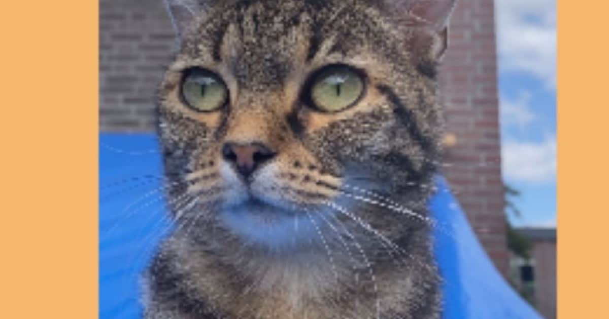 Heb jij Mogli gezien? Dit huisdier wordt in Sittard-Geleen vermist