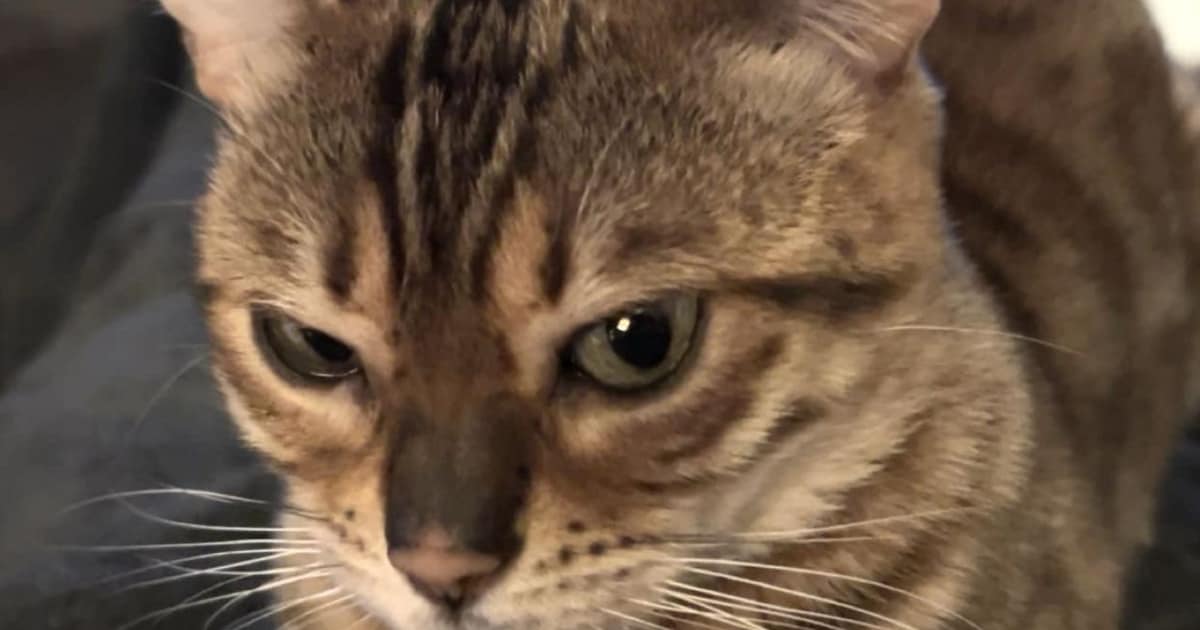Heb jij Mathilda gezien? Dit huisdier wordt in Someren vermist