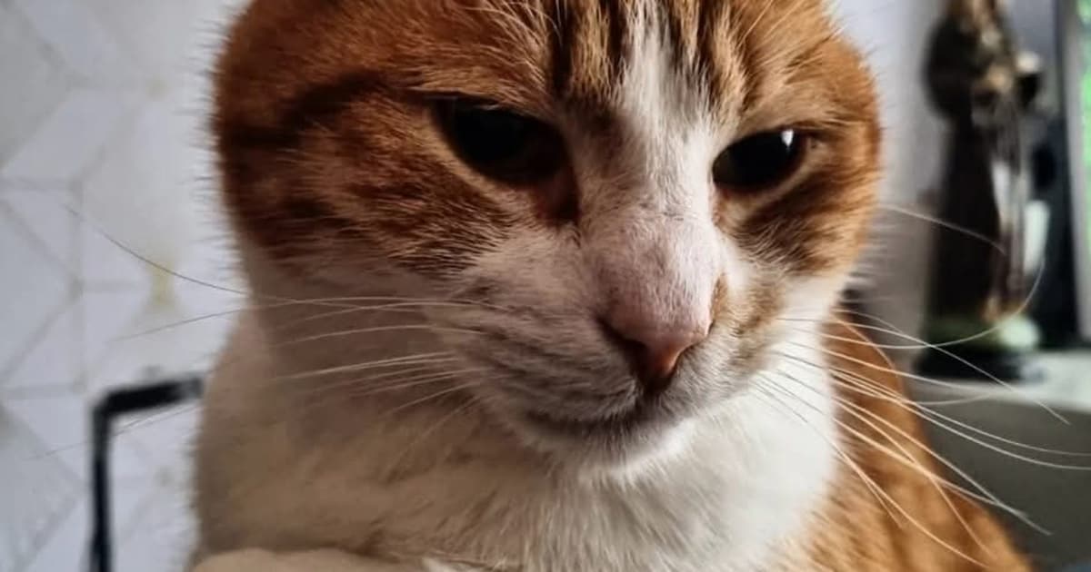 Heb jij Ami, Sparrow of Klaas gezien? Deze drie huisdieren worden in Den Helder vermist