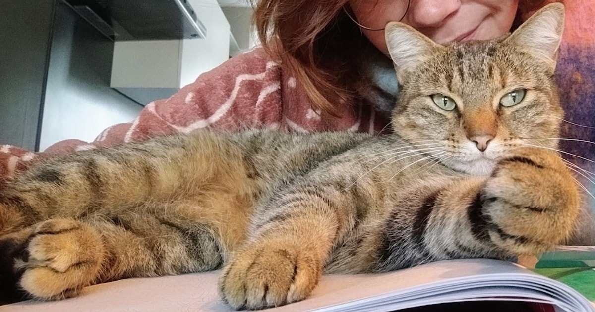 Heb jij Misha gezien? Dit huisdier wordt in Elburg vermist