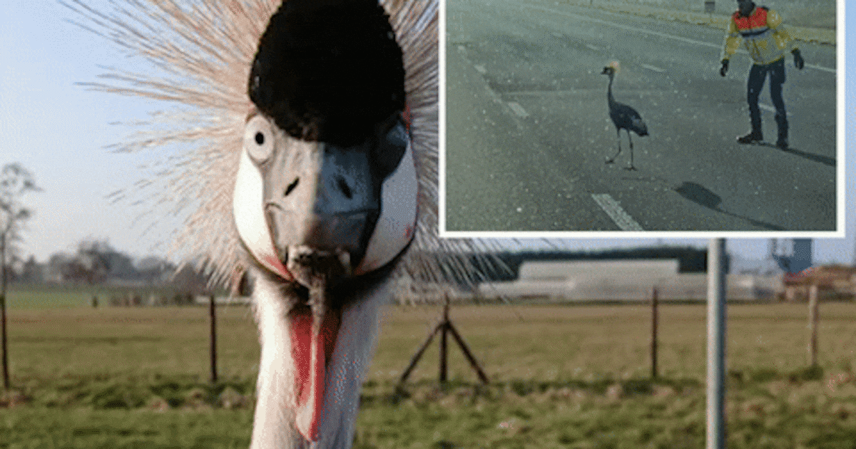 Beroemde kraanvogel wiens maatje werd aangereden op A2 nog steeds in opvang: ‘Maakt het goed’